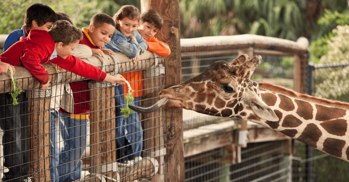 Group of kids leaning over a fence feeding carrots to a giraffe.