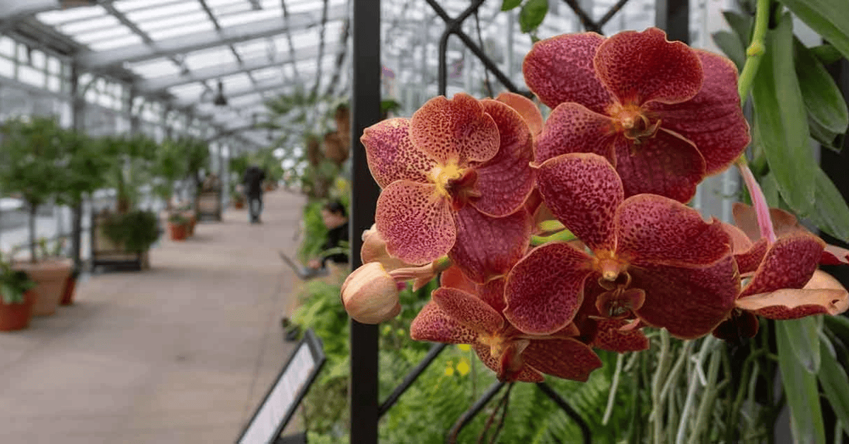 Orchid in a green house