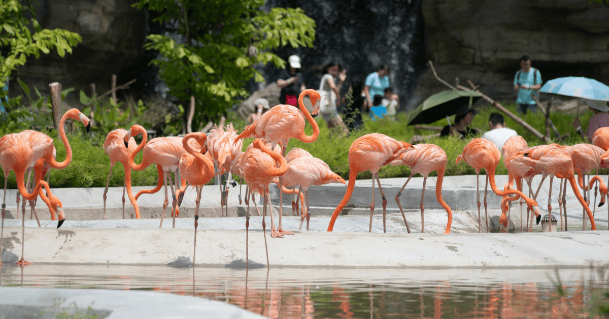 Mandai Wildlife Reserve - Singapore Zoo