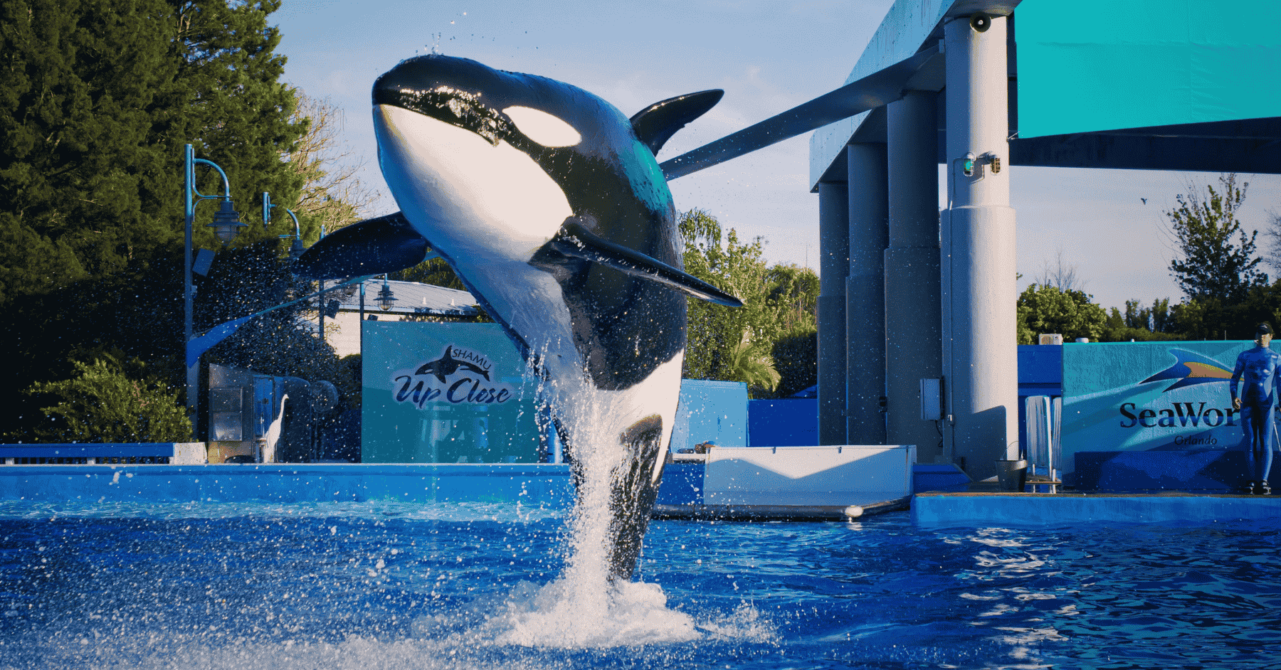 Orca at SeaWorld Orlando