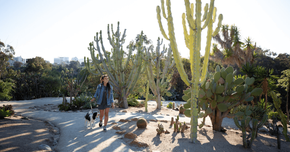Balboa Park cactus garden