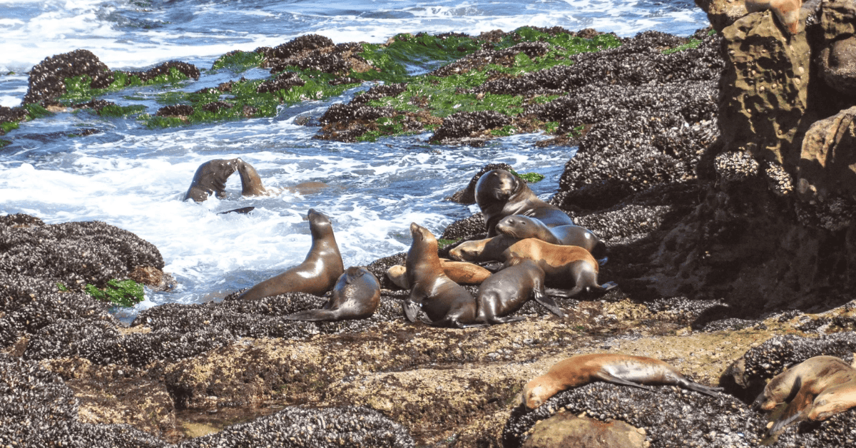 La Jolla Cove sea lions