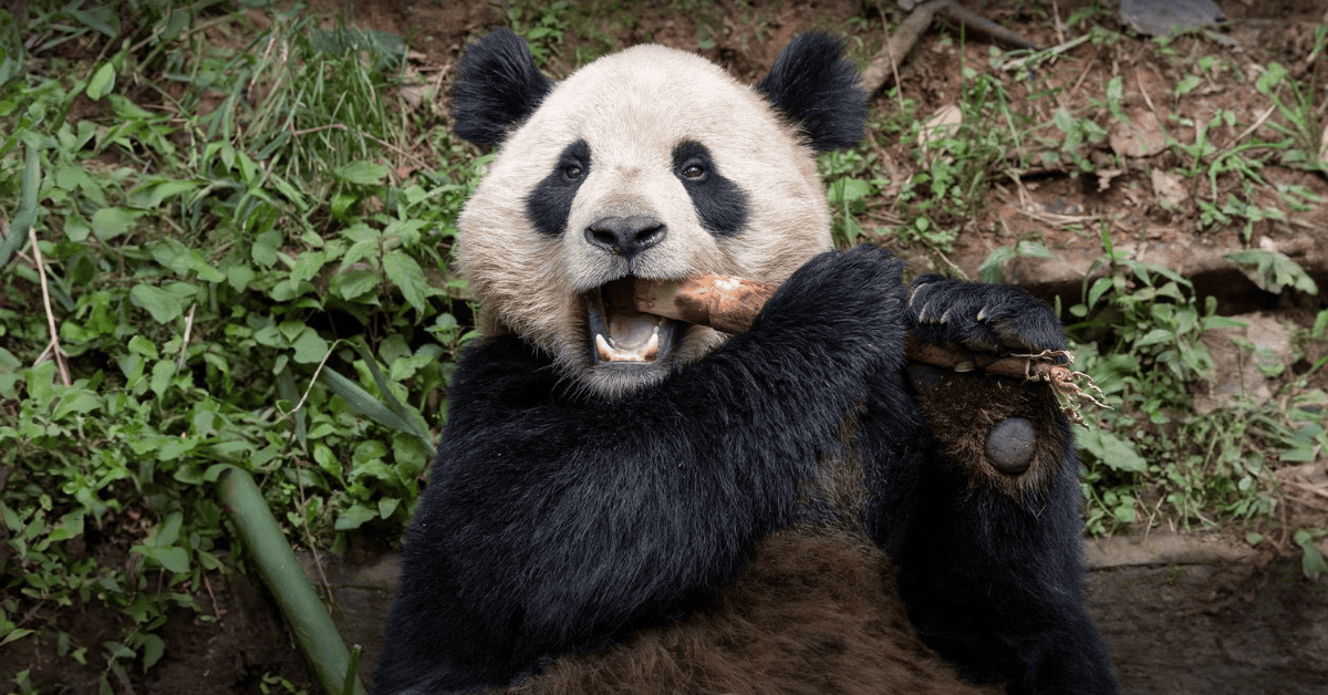 Panda at the San Diego Zoo