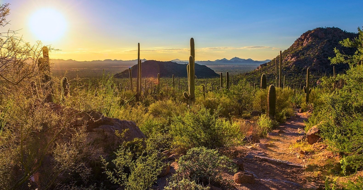 Saguaro National Park