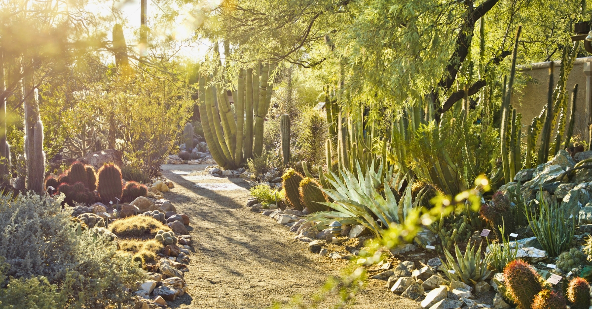 Tucson Botanical Gardens