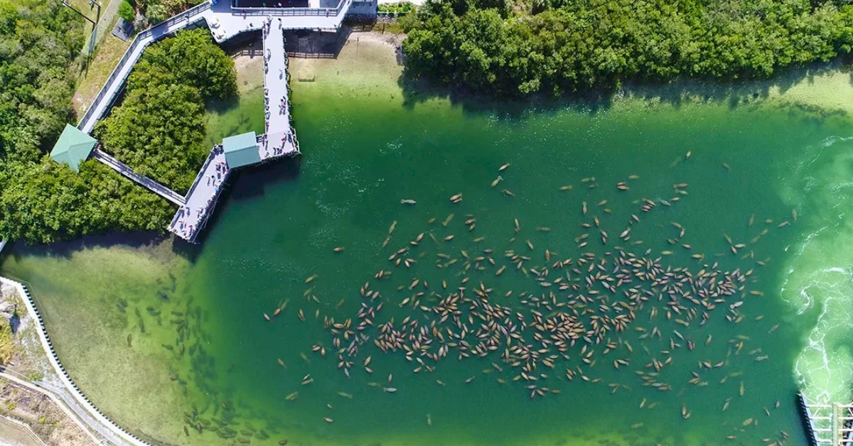 Tampa Electric Manatee Viewing Center